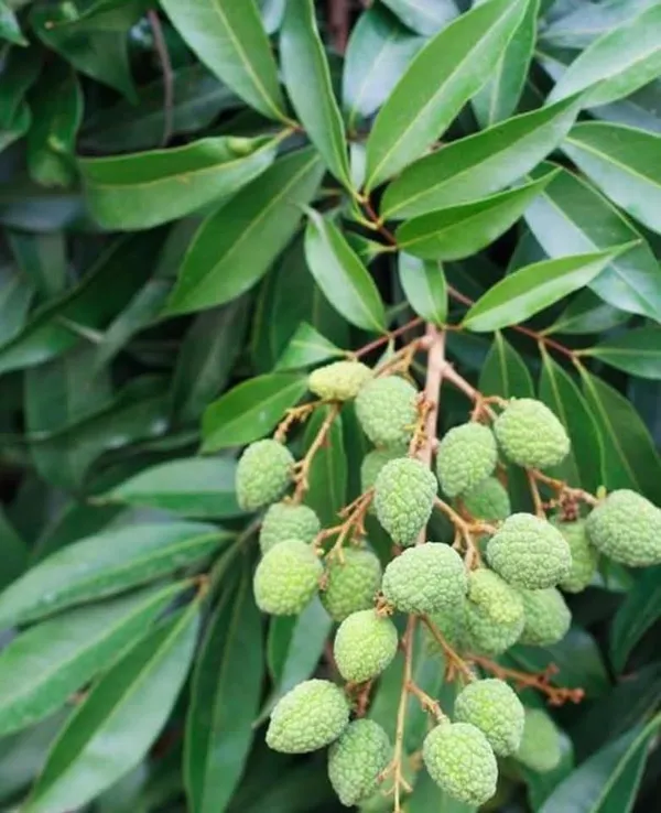 Bombay_Lychee_Air-Layered_Live_Fruit_Plant_Sapling