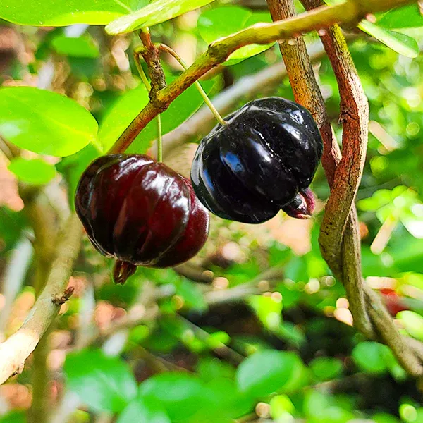 Black_Surinam_Cherry_Fruiting_Live_Plant