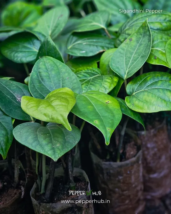 Black_Pepper_Vine_Live_Plant_For_Home_Garden