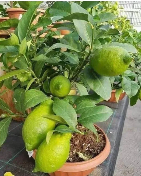 Gandharaj_Lemon_Grafted_Fruit_Bearing_Live_Plant