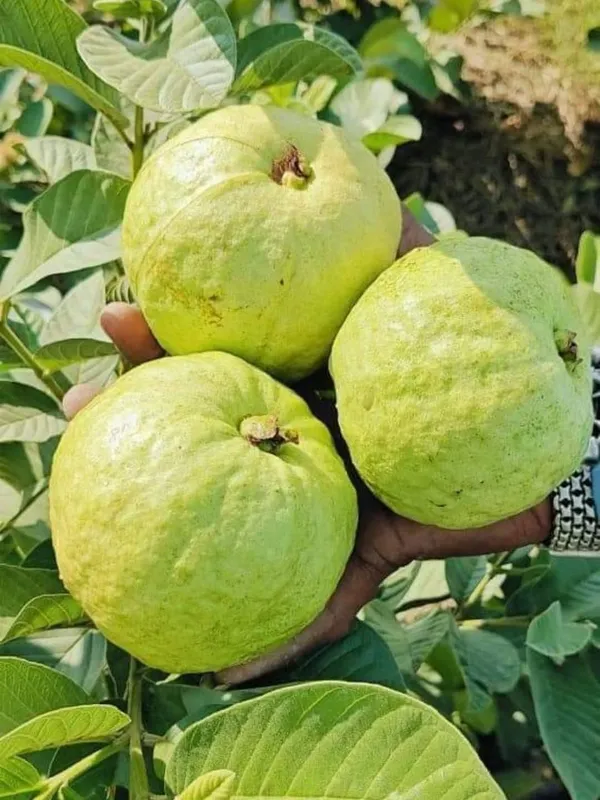 Golden_8_Guava_Grafted_Live_Plant_Sapling