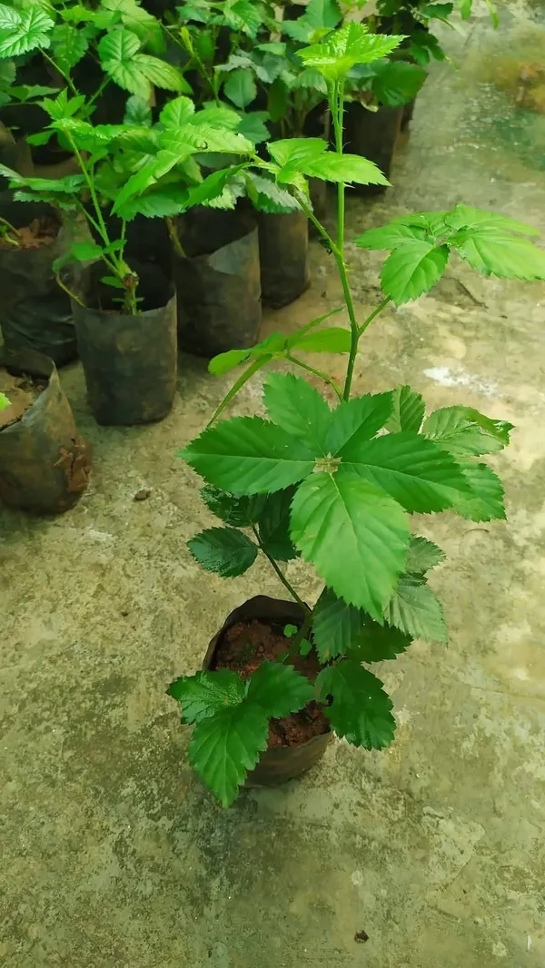 Blackberry_Fruit_Plant_In_Nursery_Grow_Bag