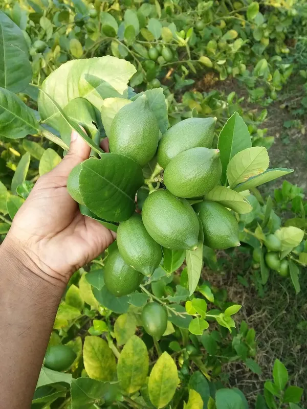 Seedless_Lemon_Grafted_Live_Fruit_Plant