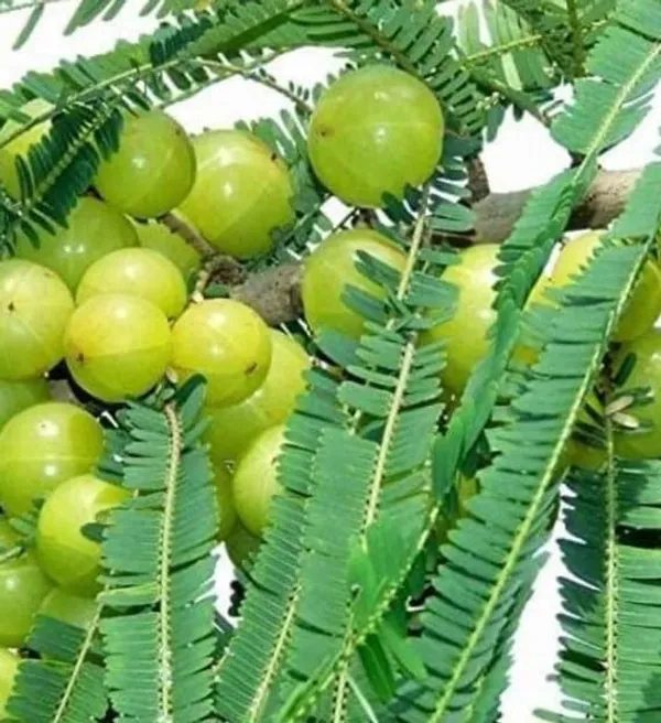 Amla_Indian_Gooseberry_Grafted_Live_Plant_Sapling