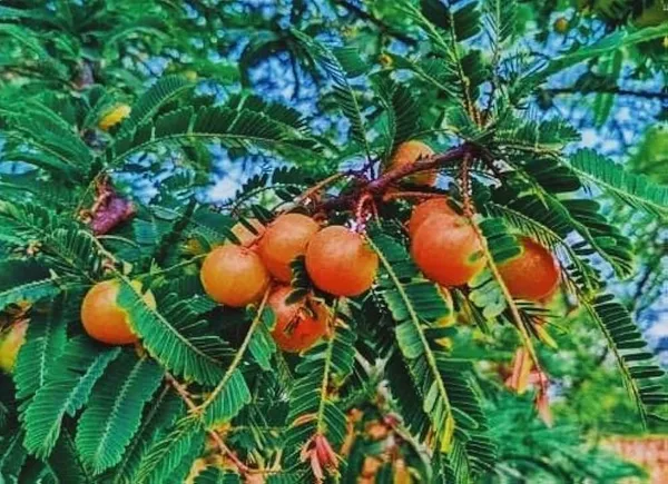 Thai_Red_Amla_Grafted_Live_Plant_Sapling