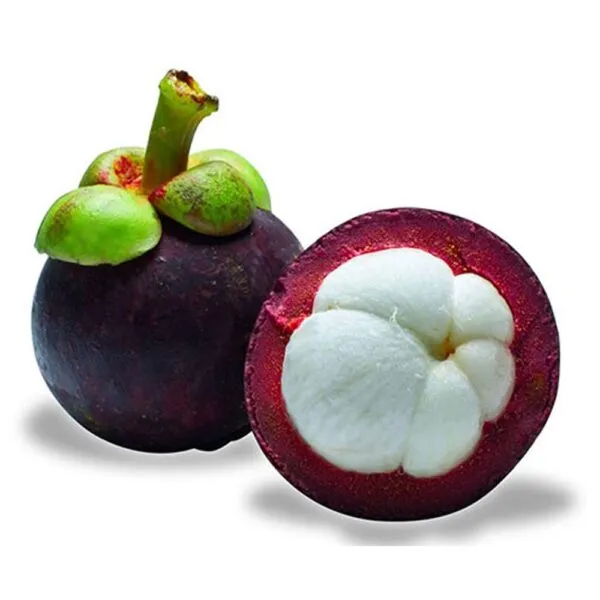 Mangosteen_Fruit_Plant_Sapling_In_Grow_Bag
