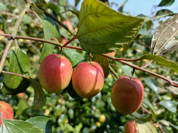 Apple_Fruit_Live_Plant_For_Home_Garden