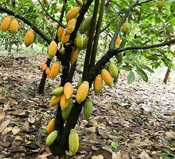 Cocoa_Pod_Fruiting_Live_Plant