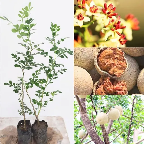 Wood_Apple_Kadbel_Fruiting_Live_Plant
