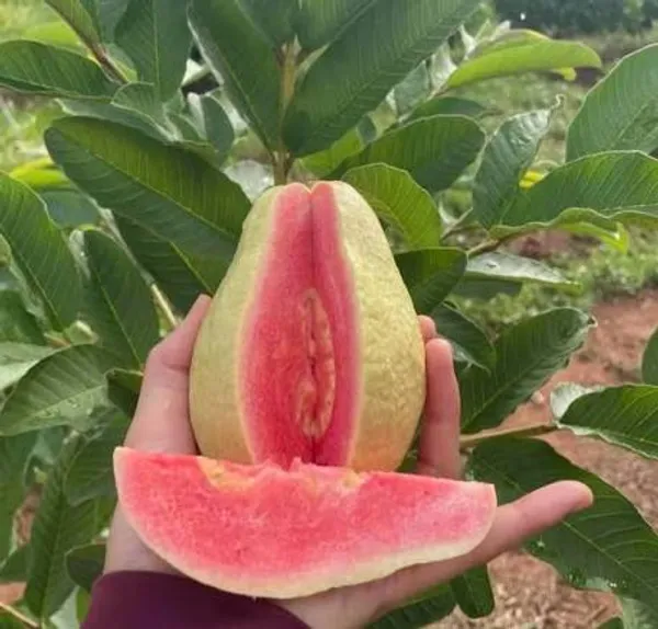 Red_dimond_1_Guava_Grafted_Live_Plant_Sapling
