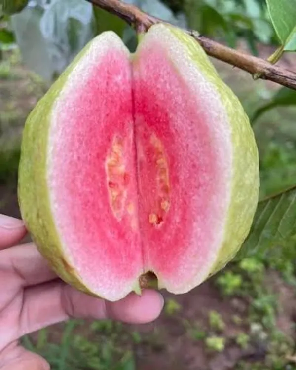 Red_dimond_1_Guava_Grafted_Live_Plant_Sapling