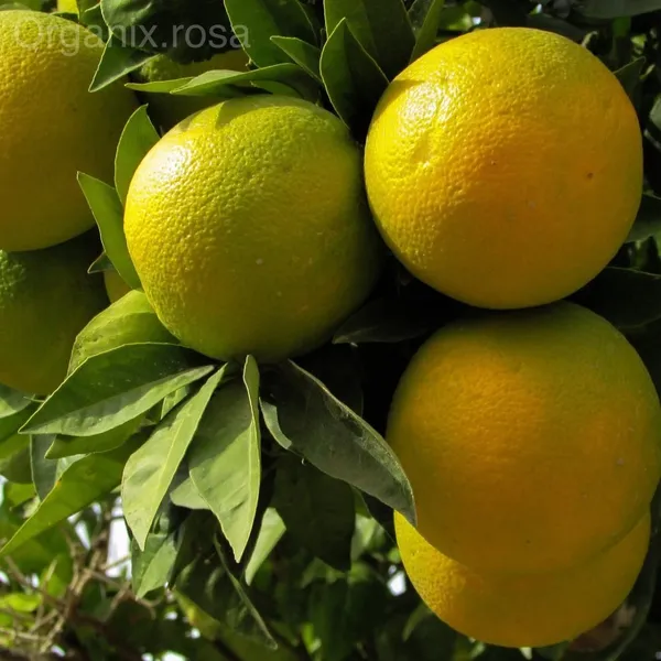 Orange_Fruit_Live_Plant_For_Home_Garden