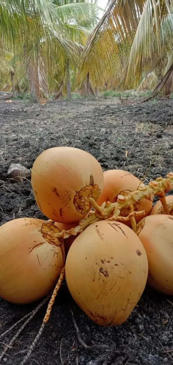 Malaysian_Yellow_Coconut_Palm_Live_Plant