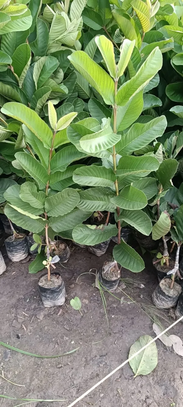 Red_Diamond_Pink_Flesh_Guava_Grafted_Live_Plant