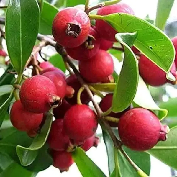 Red_Strawberry_Guava_Live_Plant_In_Nursery_Grow_Bag