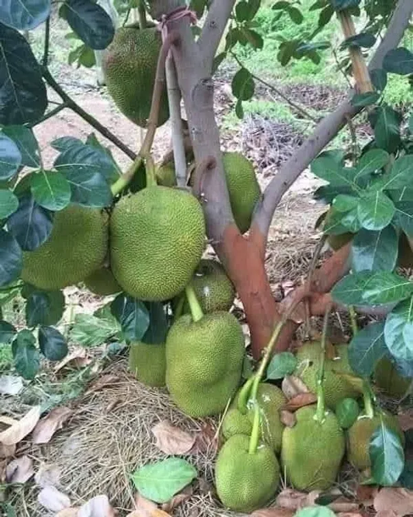 Pink_Jackfruit_Live_Plant_Sapling