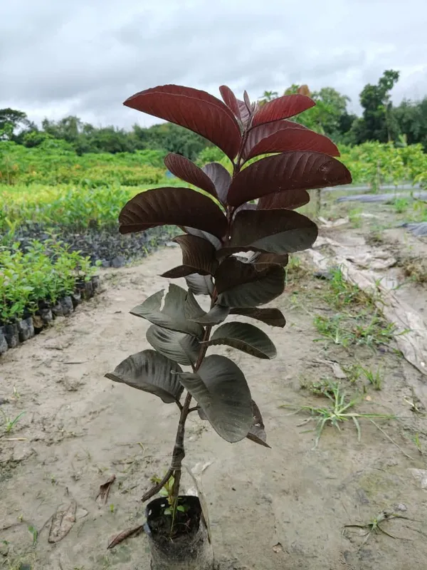 Black_Diamond_Guava_Grafted_Live_Plant_Sapling