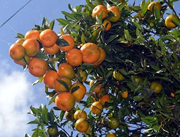 Darjeeling_Orange_Grafted_Live_Fruit_Plant