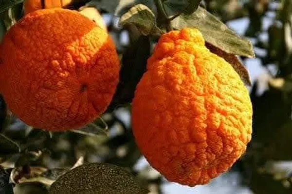 Decopon_Citrus_Grafted_Live_Fruit_Plant