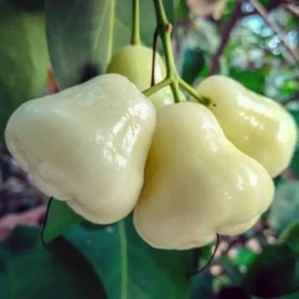White_Wax_Apple_Fruiting_Live_Plant