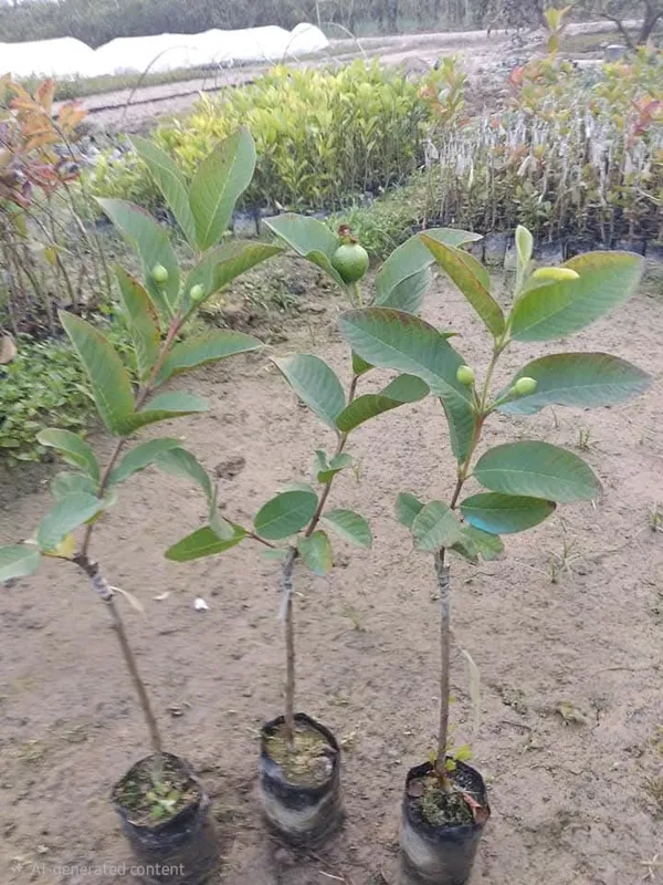 Thai_7_Guava_Grafted_Live_Fruit_Plant