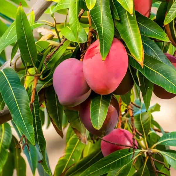 Miyazaki_Mango_Grafted_Live_Plant_Sapling_In_Grow_Bag