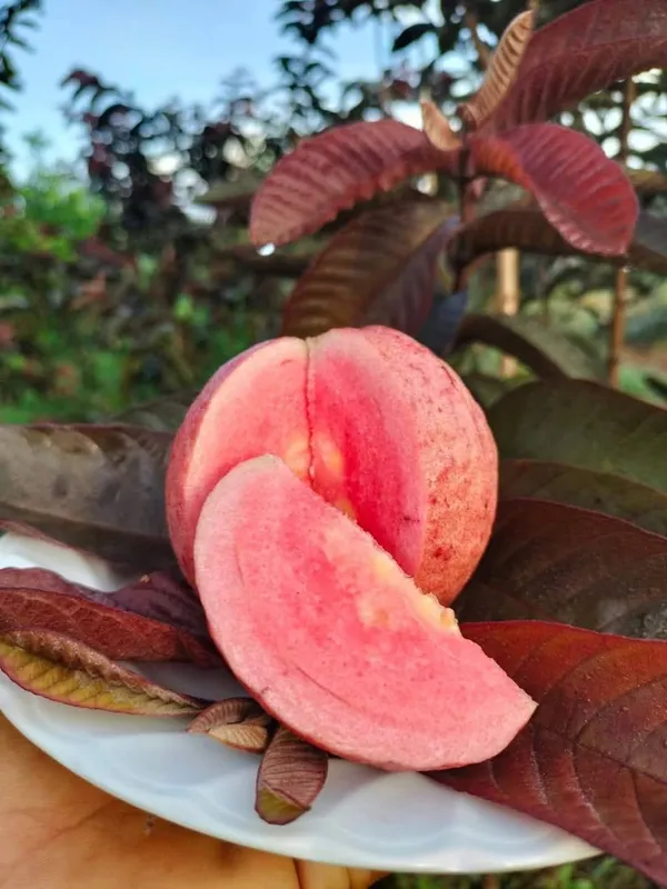 Black_Diamond_Guava_Grafted_Live_Plant_Sapling