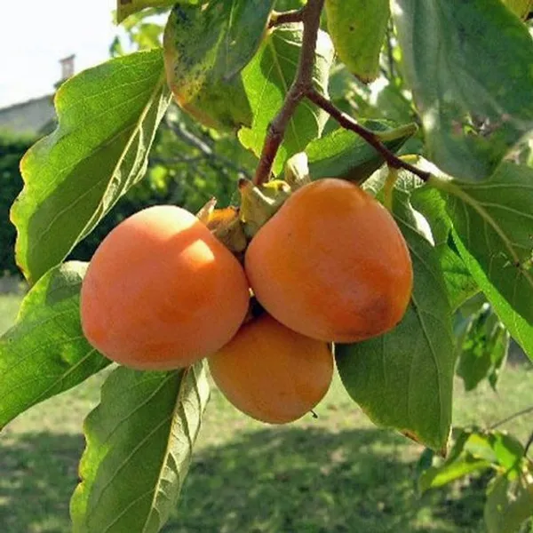 Persimmon_Fruiting_Live_Plant