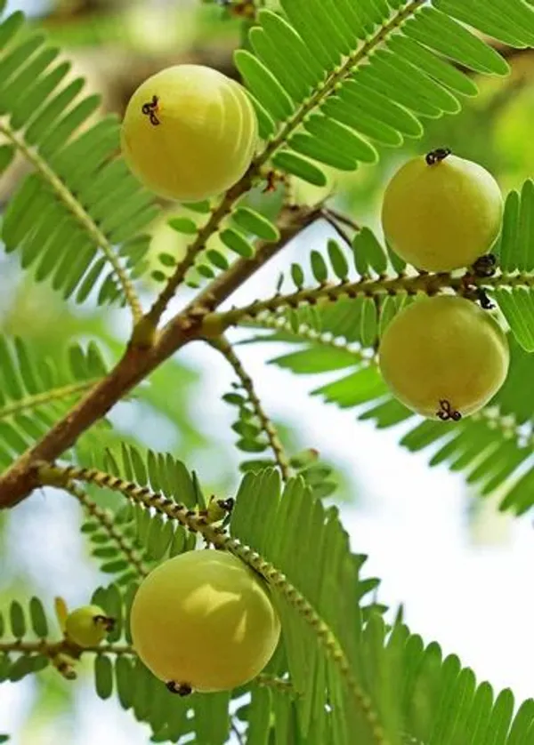 Amla_Indian_Gooseberry_Grafted_Live_Plant_Sapling