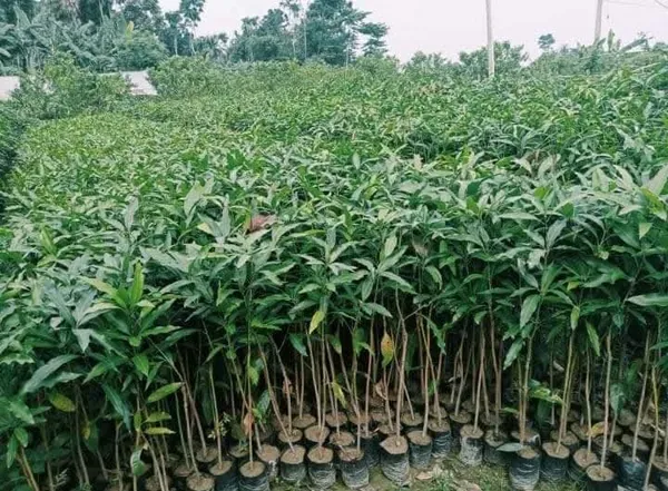 Bari_4_Mango_Grafted_Live_Plant_Sapling