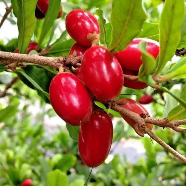 Red_Karonda_Fruiting_Live_Plant_For_Garden