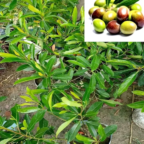 Sweet_Jalpai_Live_Fruit-Bearing_Plant