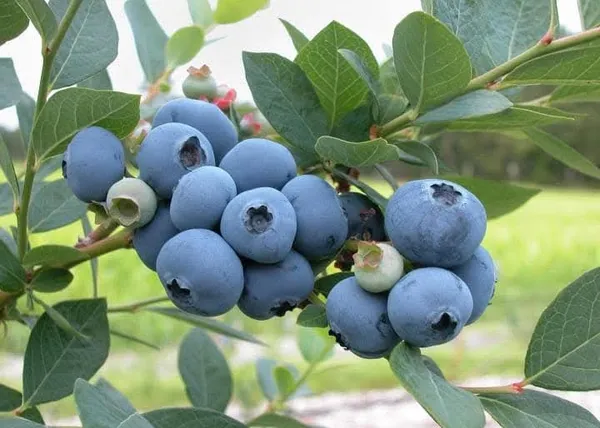 Blueberry_Fruit-Bearing_Live_Plant