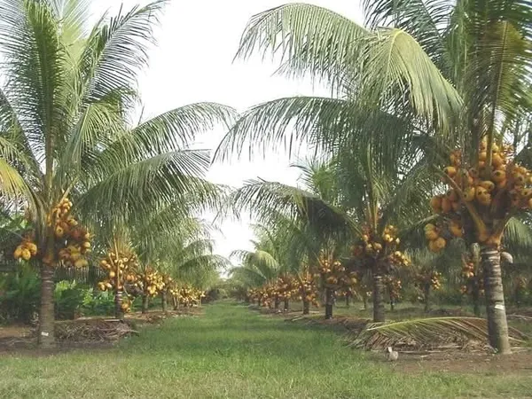 Malaysian_Yellow_Coconut_Palm_Live_Plant