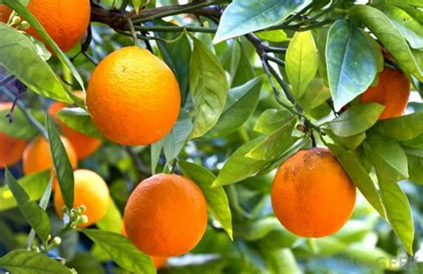 Valencia_Orange_Grafted_Citrus_Live_Plant