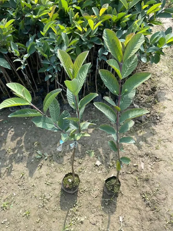 Vnr_Guava_Grafted_Fruit_Bearing_Live_Plant
