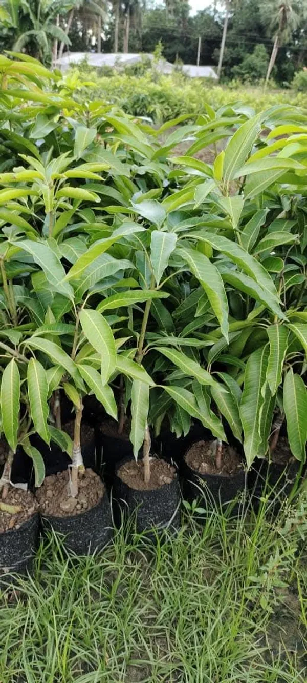 Amrapali_Mango_Grafted_Live_Plant_Sapling