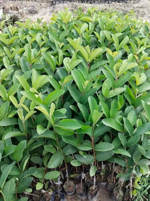 Golden_8_Guava_Grafted_Live_Plant_Sapling