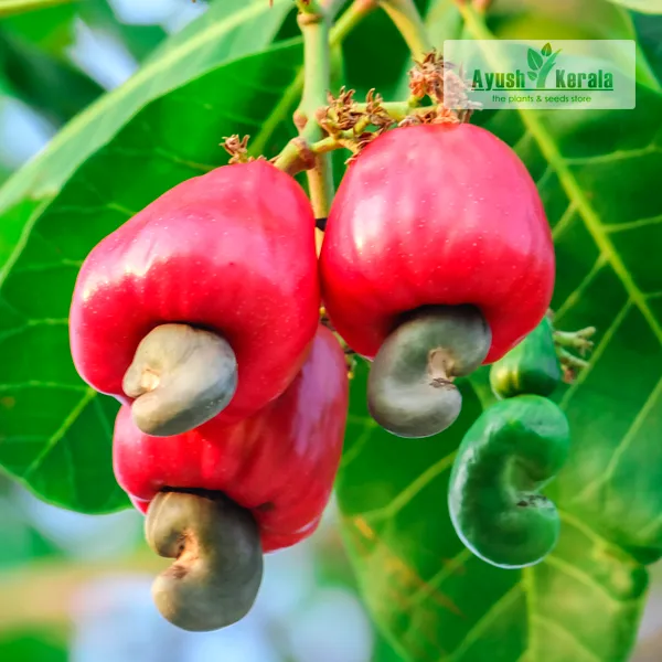 Cashew_Fruiting_Live_Plant