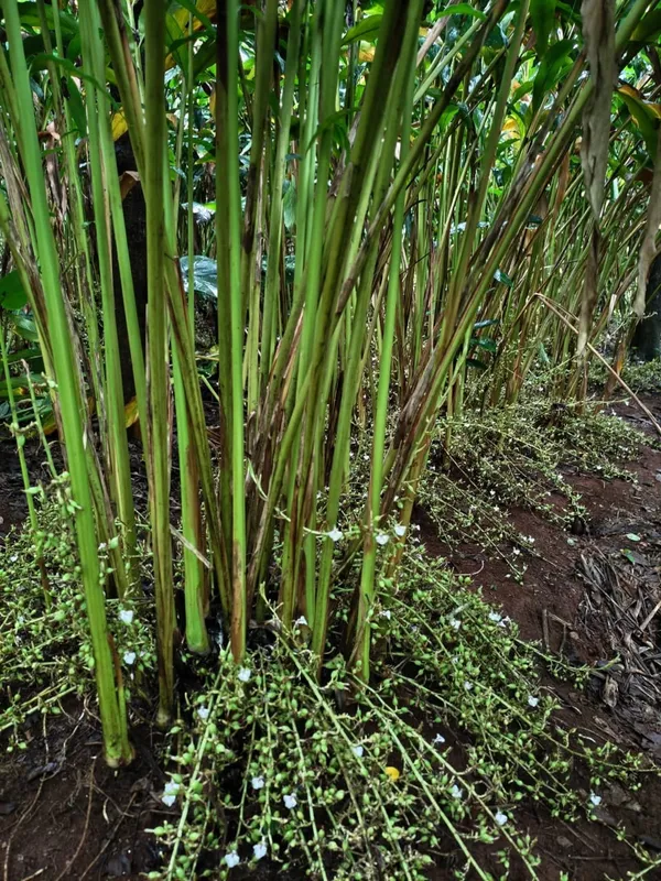 Cardamom_Live_Plant_Sapling_In_Grow_Bag