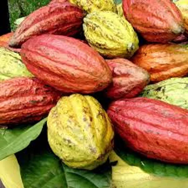 Cocoa_Pod_Fruiting_Live_Plant
