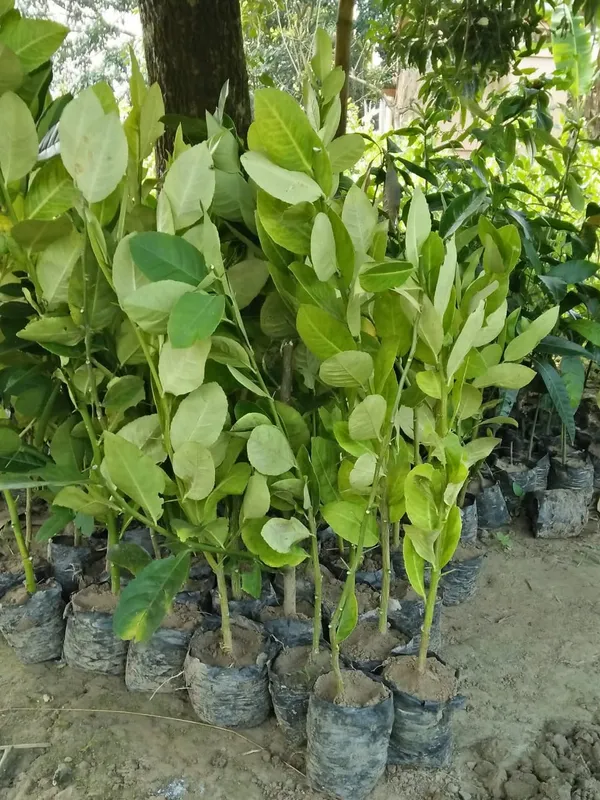 Seedless_Lemon_Grafted_Live_Fruit_Plant