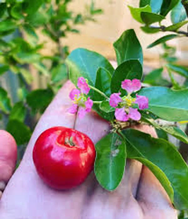 Barbados_Cherry_Fruiting_Live_Plant