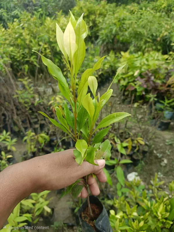 Clove_Live_Spice_Plant_Sapling
