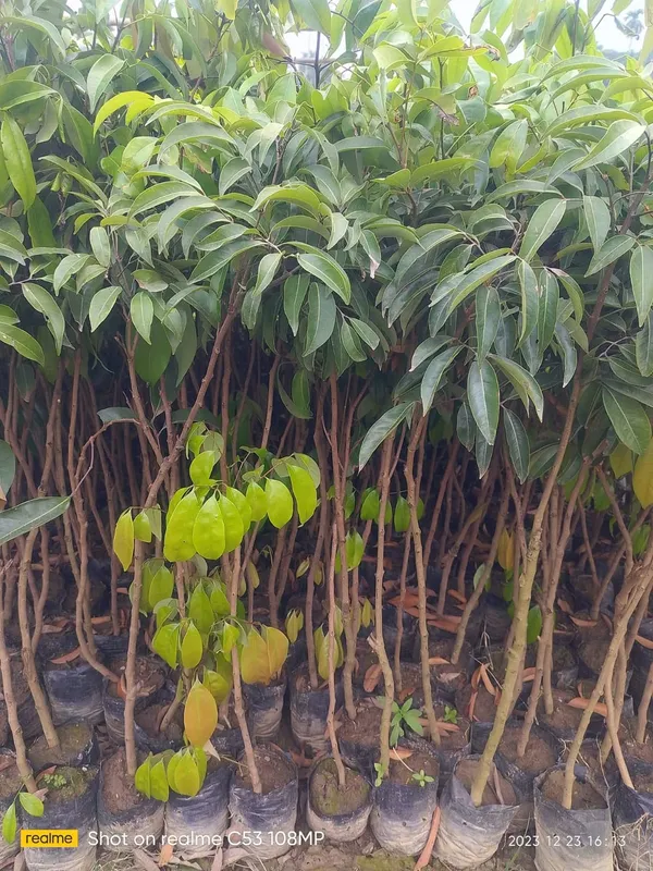 China_3_Lychee_Air-Layered_Live_Plant_Sapling