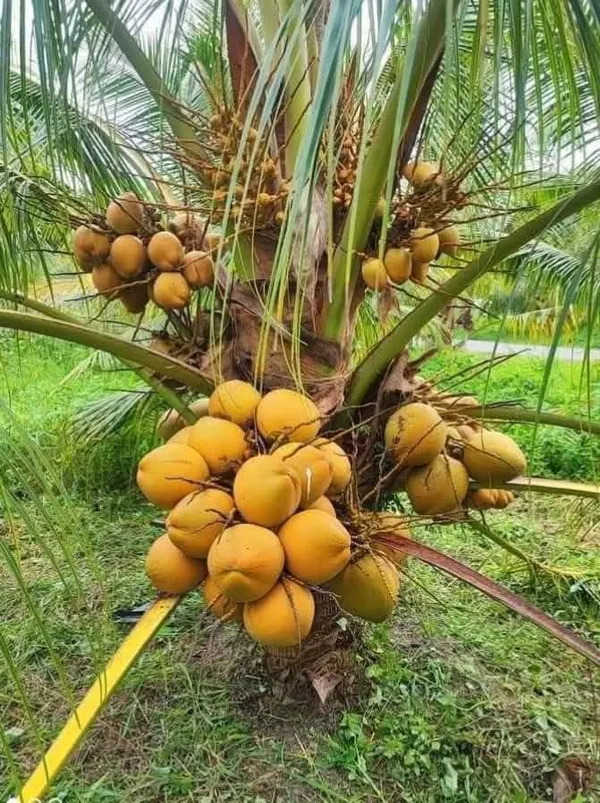 Kerala_Coconut_Palm_Live_Plant_Sapling