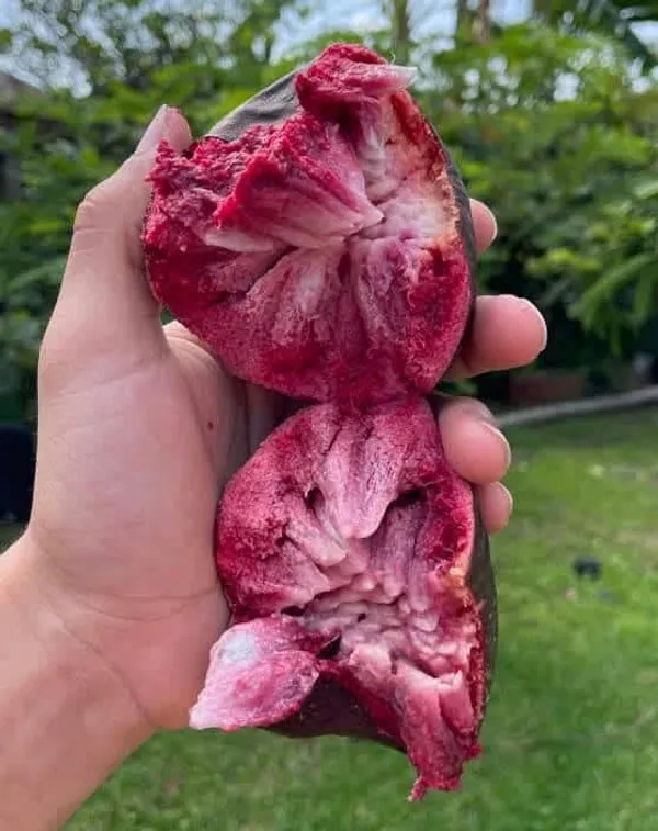 Red_Custard_Apple_Grafted_Live_Plant_Sapling