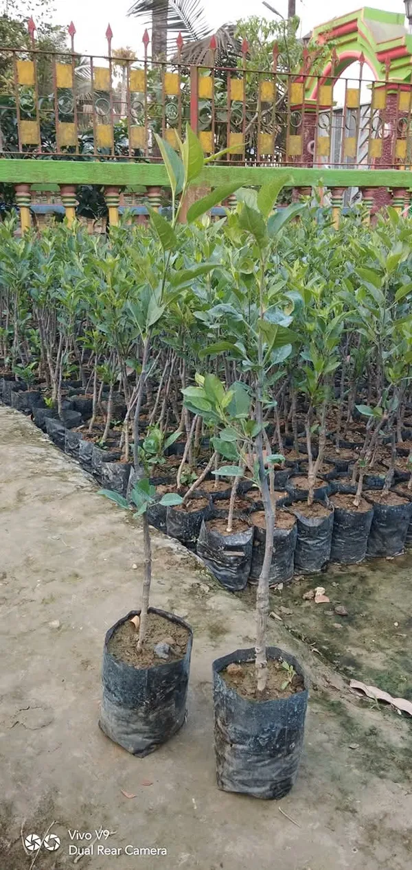 Hrmn_99_Apple_Fruit_Live_Plant_Sapling