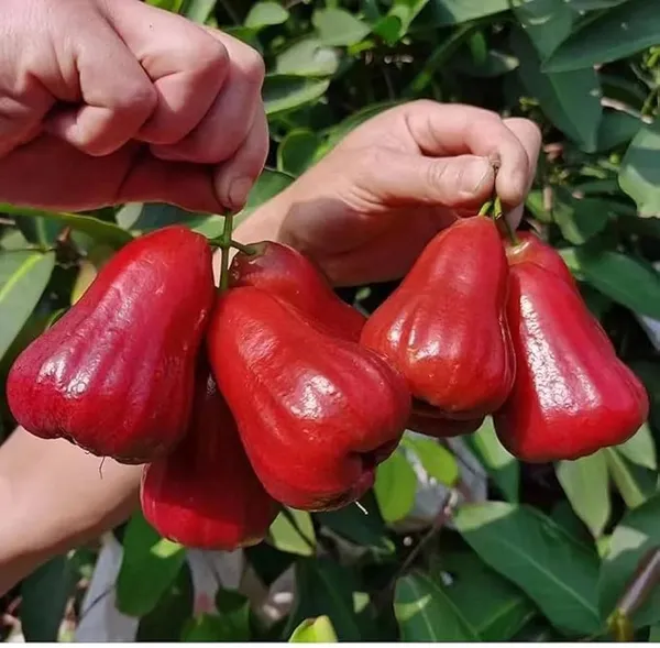 King_Kong_Red_Wax_Apple_Fruiting_Live_Plant