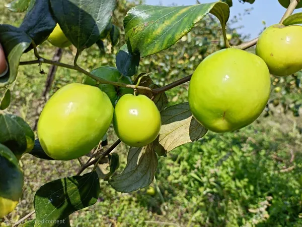 Thai_Green_Apple_Ber_Fruit_Bearing_Live_Plant